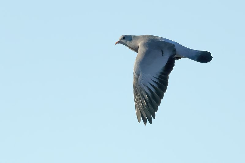Stock Dove (Columba oenas)
