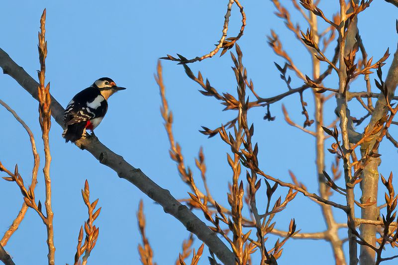 Great Spotted Woodpecker (Dendrocopos major)