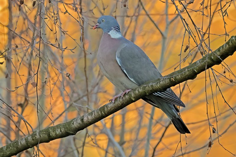 Common Wood Pigeon (Columba palumbus) 