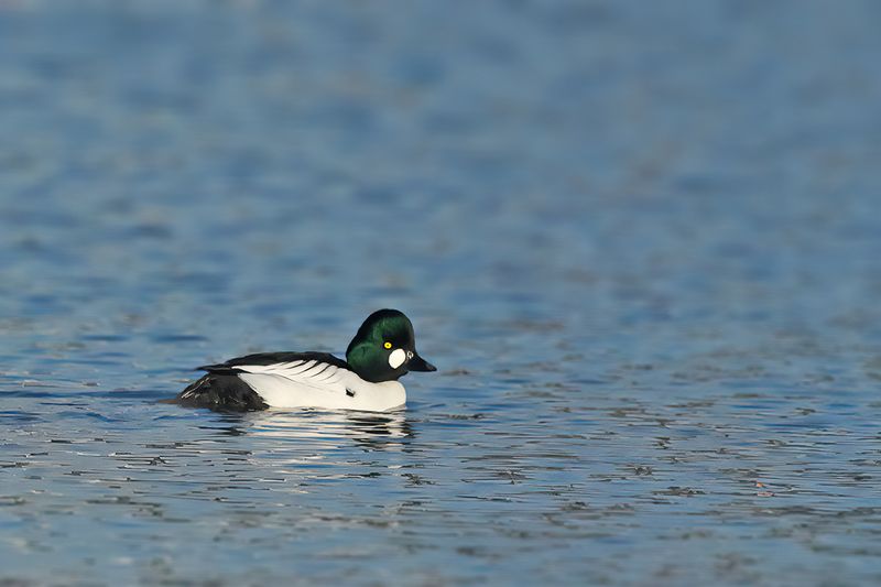 Common Goldeneye (Bucephala clangula)