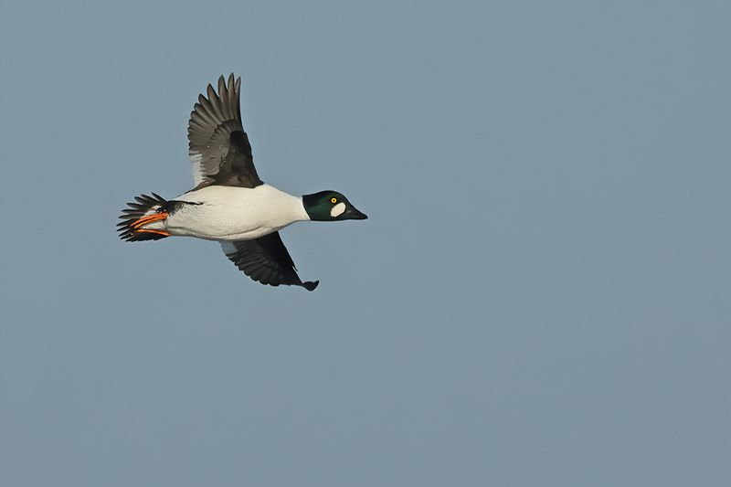 Common Goldeneye (Bucephala clangula)