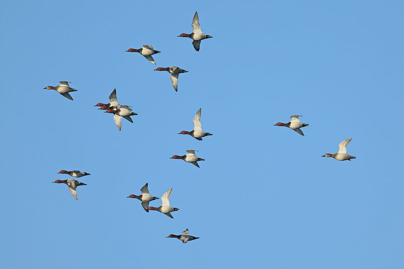 Common Pochard (Aythya ferina) 