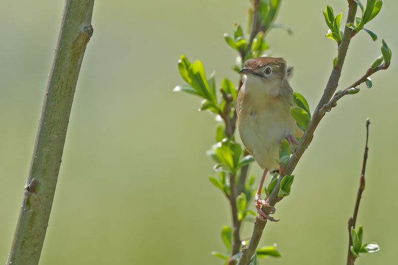 Zitting Cisticola - (Cisticola juncidis)