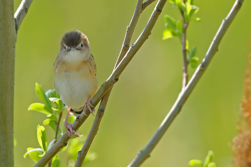 Zitting Cisticola - (Cisticola juncidis)