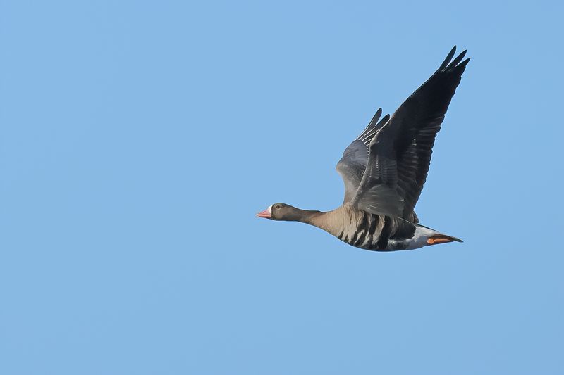 Greater white-fronted goose (Anser albifrons)