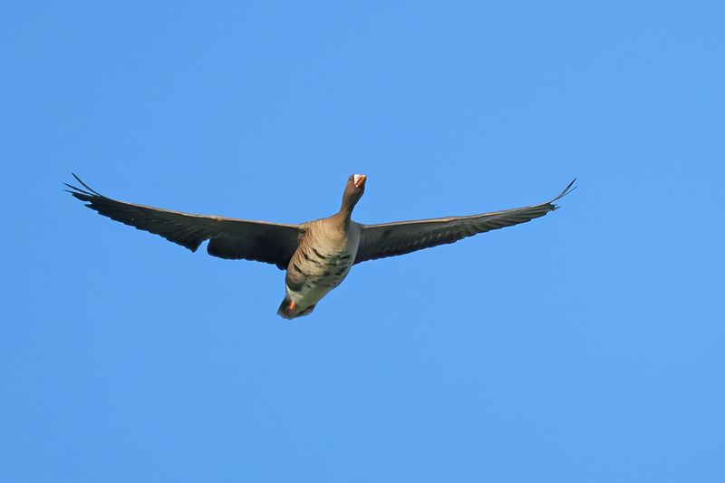 Greater white-fronted goose (Anser albifrons)
