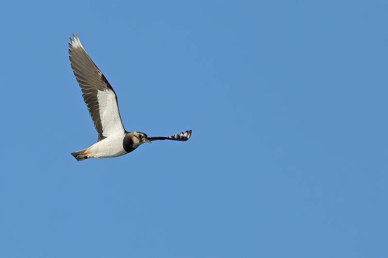 Northern Lapwing (Vanellus vanellus)