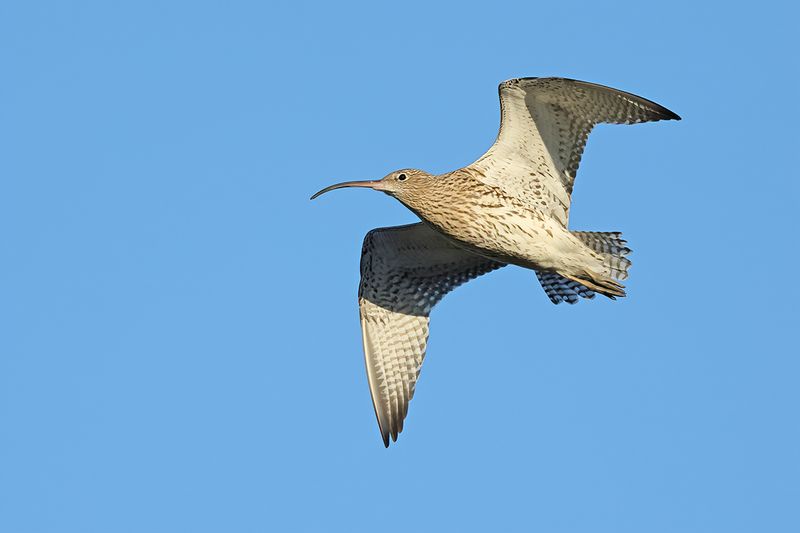Curlew (Numenius arquata)