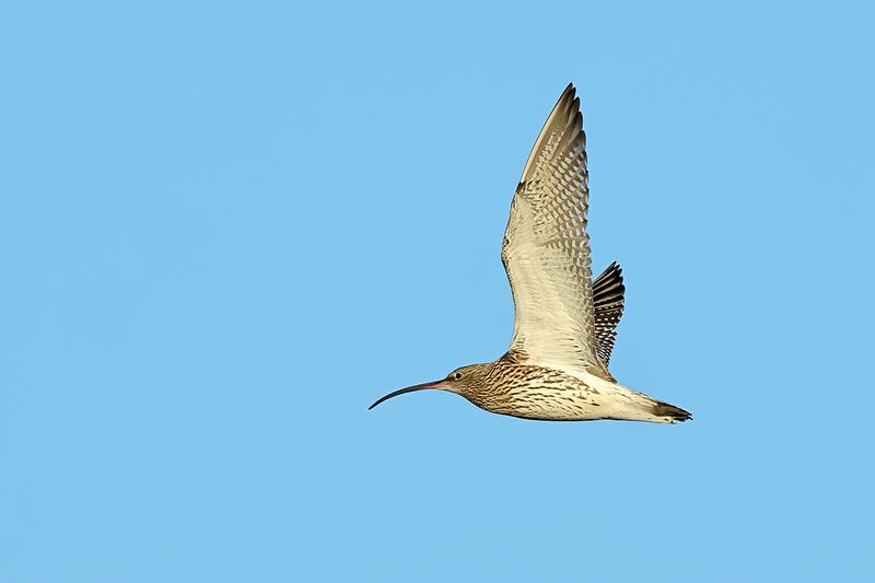 Curlew (Numenius arquata)