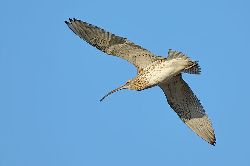 Curlew (Numenius arquata)