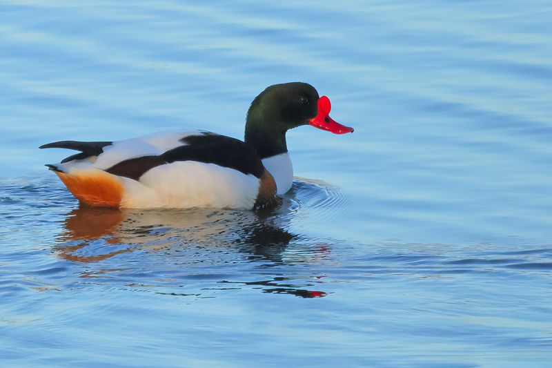 Common Shelduck (Tadorna tadorna)