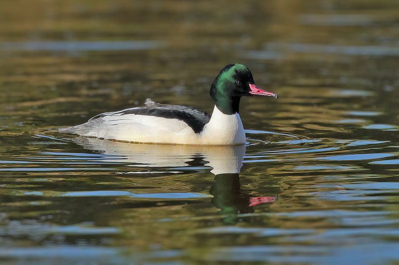 Goosander (Mergus merganser merganser) 