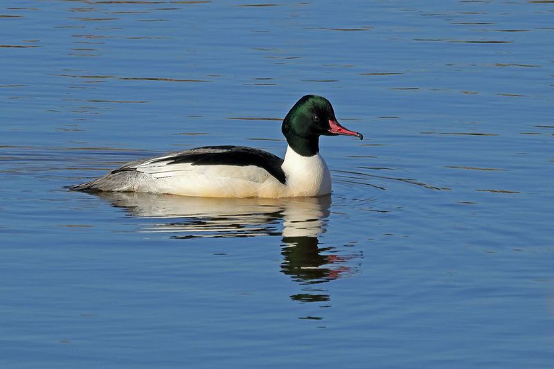 Goosander (Mergus merganser merganser) 