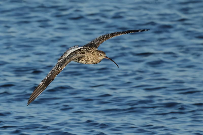 Curlew (Numenius arquata)