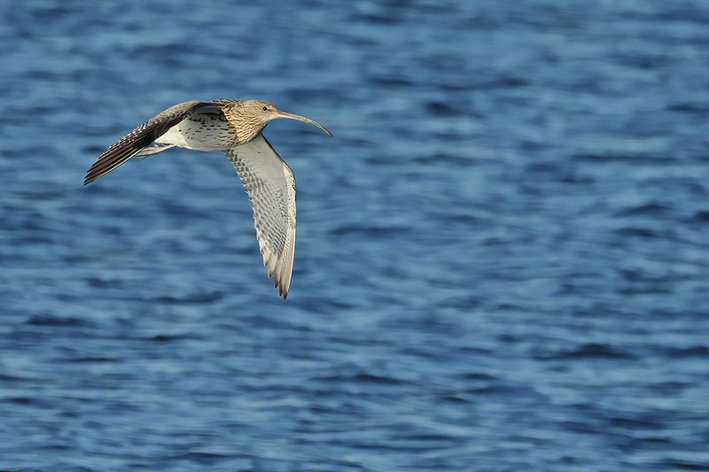 Curlew (Numenius arquata)