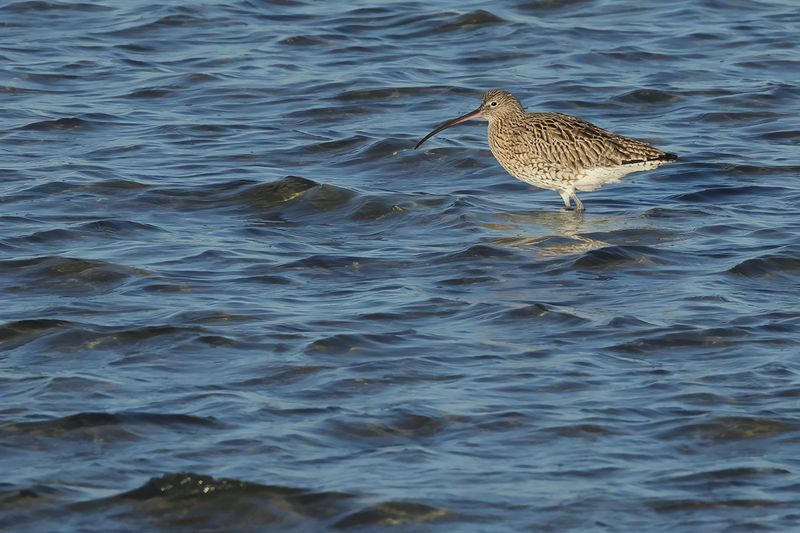 Curlew (Numenius arquata)