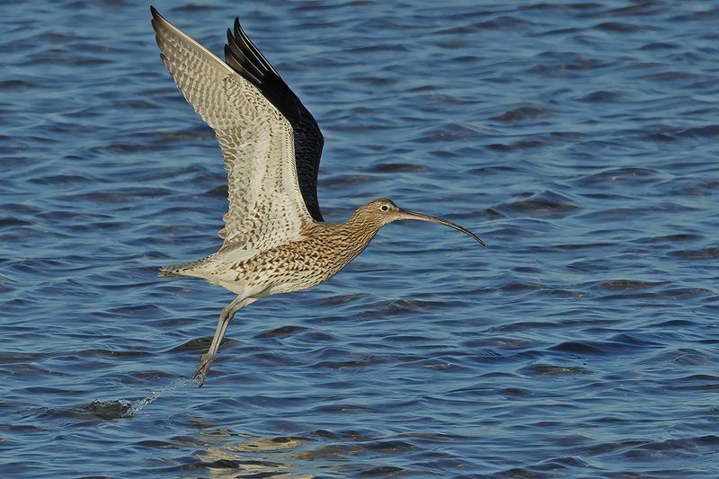 Curlew (Numenius arquata)