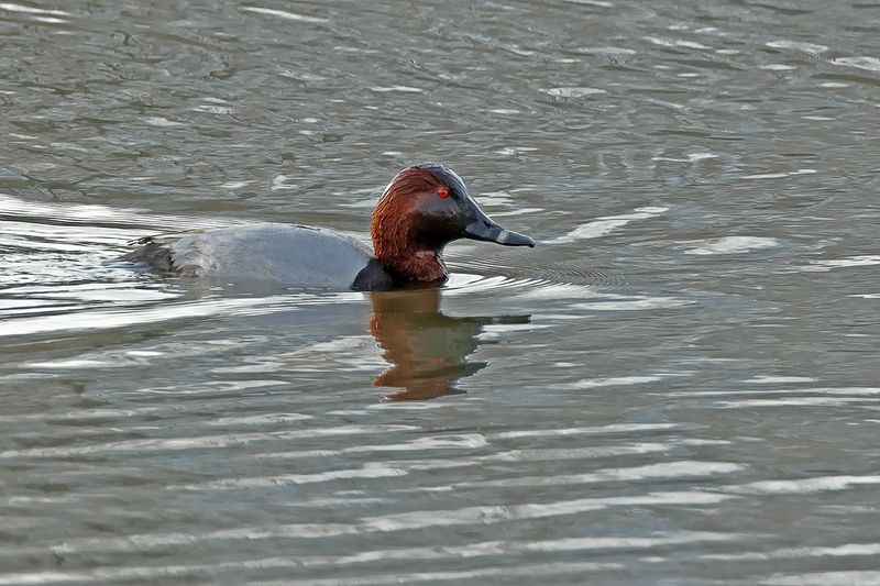 Common Pochard (Aythya ferina) 