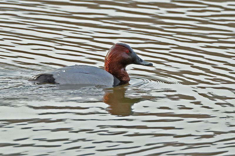 Common Pochard (Aythya ferina)