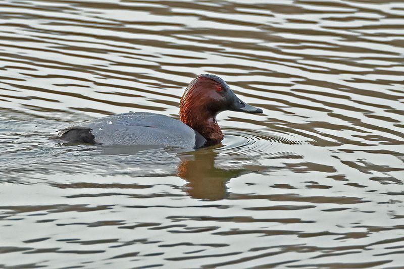 Common Pochard (Aythya ferina) 