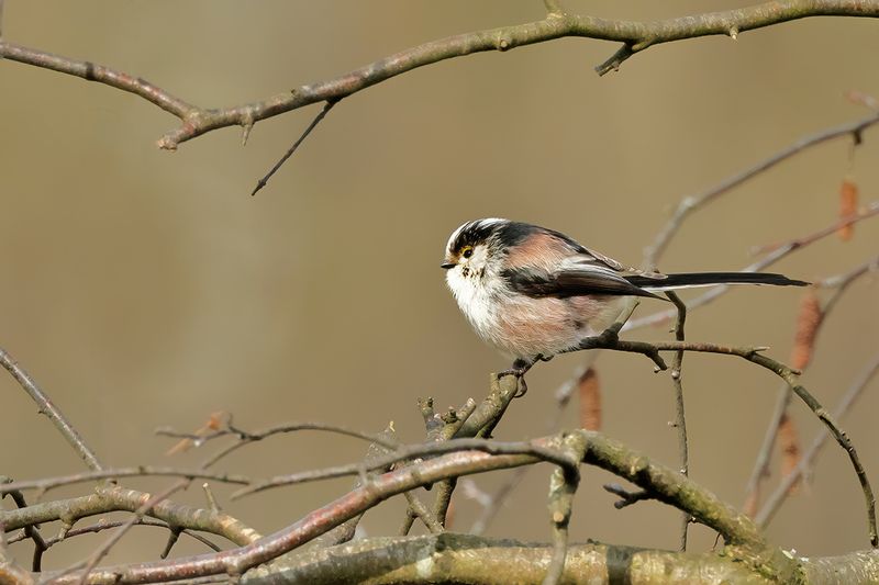 Long-tailed Tit (Aegithalos caudatus)