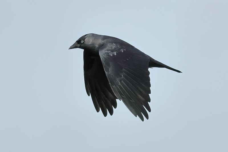 Western Jackdaw (Corvus monedula)