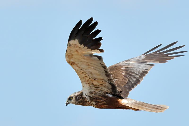 Western Marsh Harrier (Circus aeruginosus)