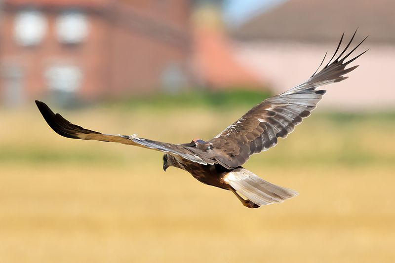 Western Marsh Harrier (Circus aeruginosus)