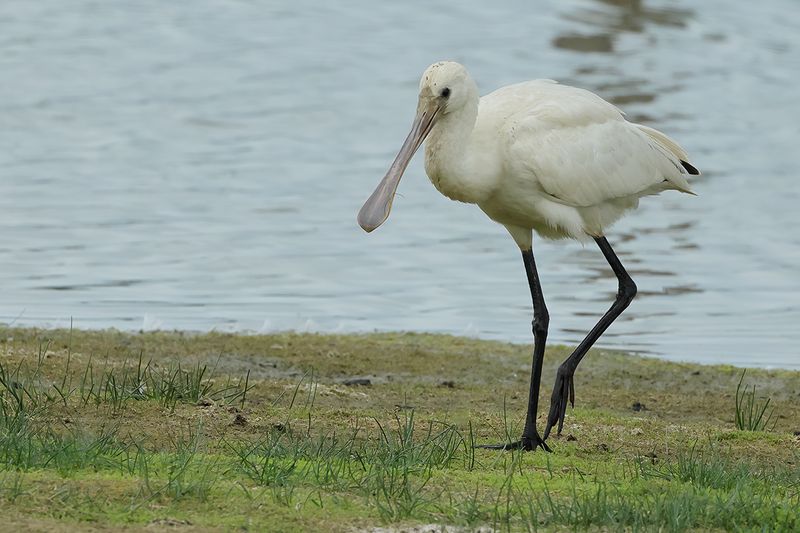 Eurasian Spoonbill (Platalea leucorodia)