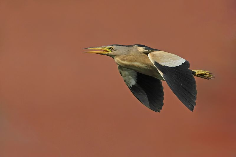 Little Bittern (Ixobrychus minutus)