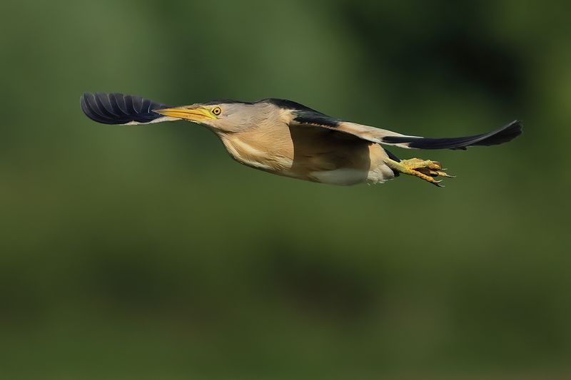 Little Bittern (Ixobrychus minutus)