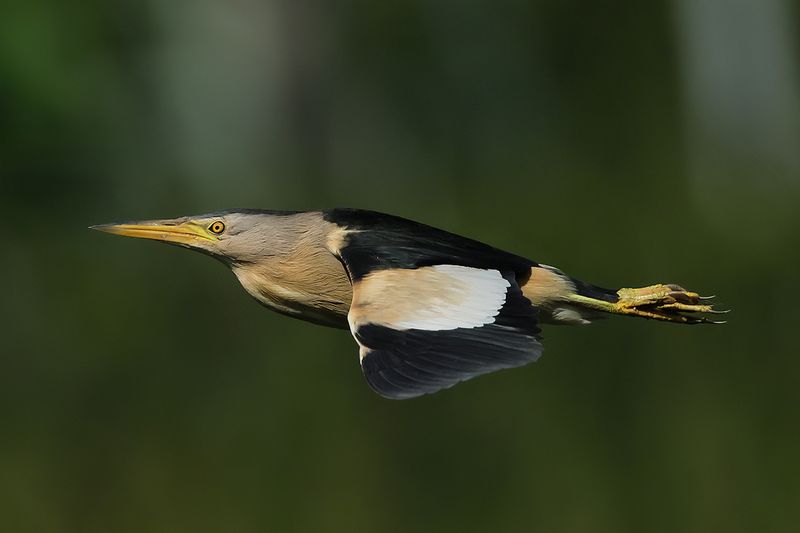 Little Bittern (Ixobrychus minutus)