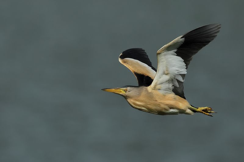 Little Bittern (Ixobrychus minutus)