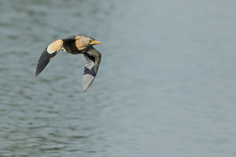 Little Bittern (Ixobrychus minutus)