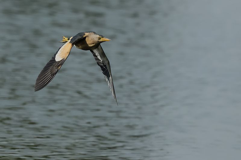 Little Bittern (Ixobrychus minutus)
