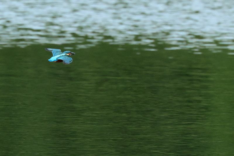 Common Kingfisher (Alcedo atthis)  