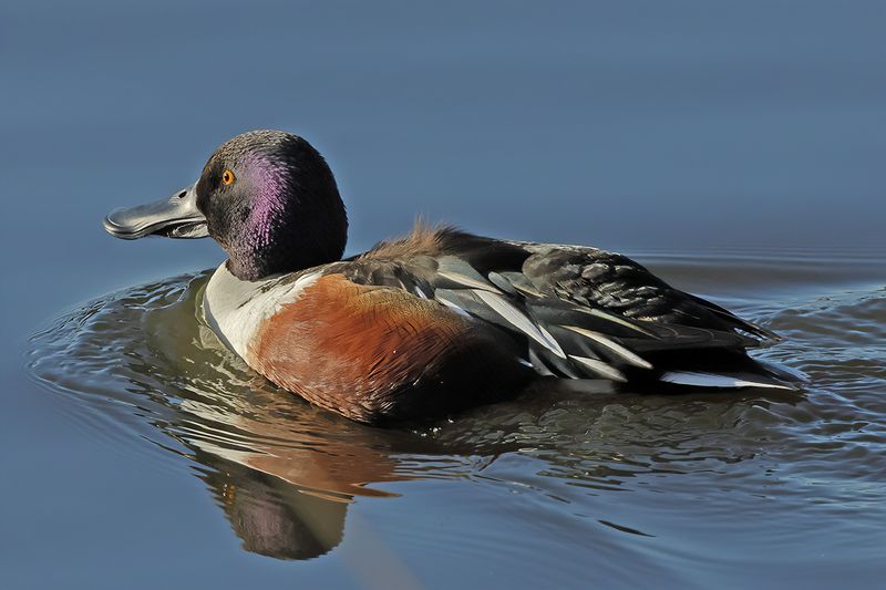 Northern Shoveler (Anas clypeata)
