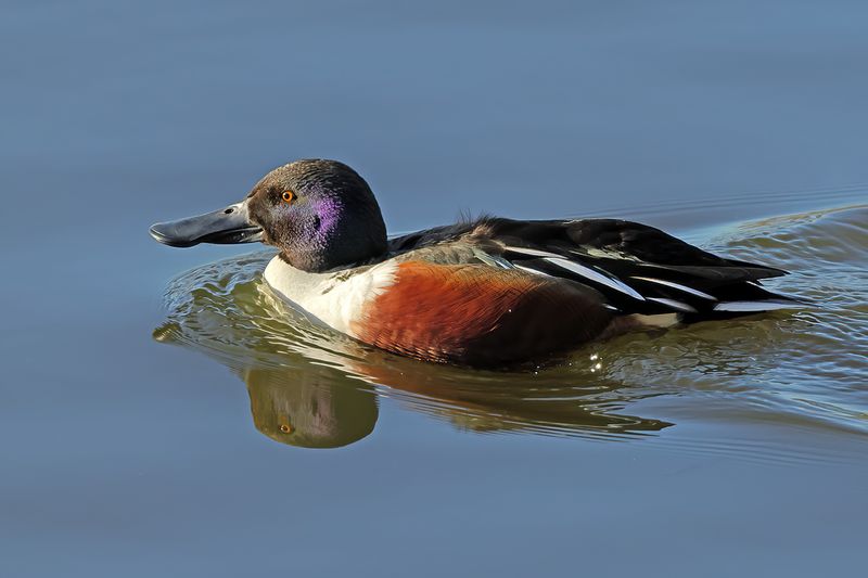 Northern Shoveler (Anas clypeata)
