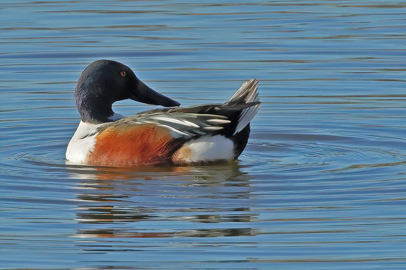 Northern Shoveler (Anas clypeata)