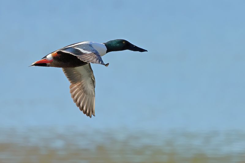 Northern Shoveler (Anas clypeata)