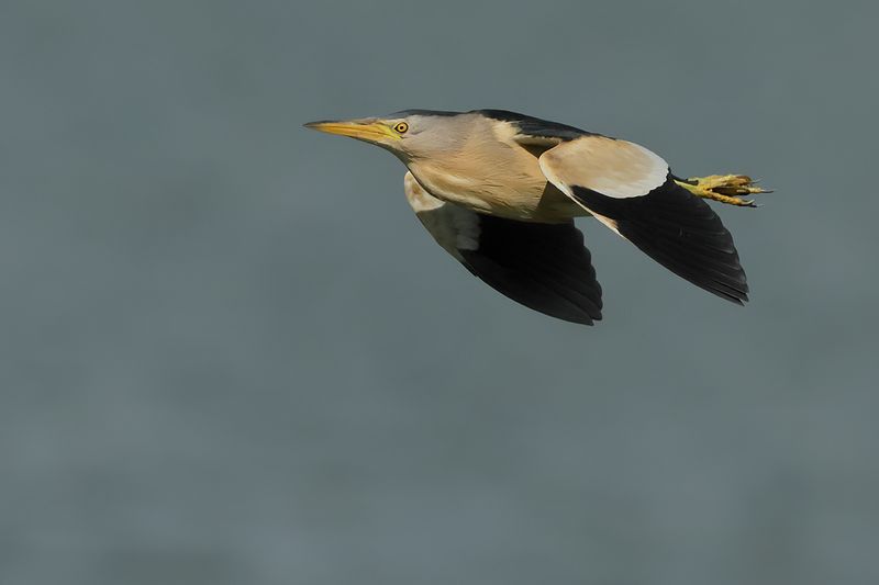 Little Bittern (Ixobrychus minutus)