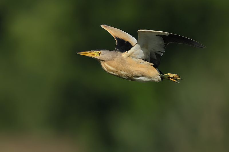 Little Bittern (Ixobrychus minutus)