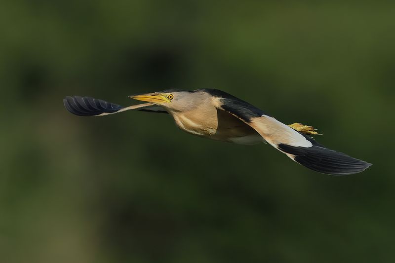Little Bittern (Ixobrychus minutus)