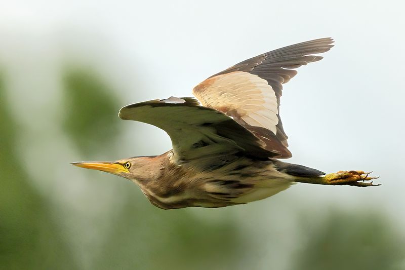 Little Bittern (Ixobrychus minutus)