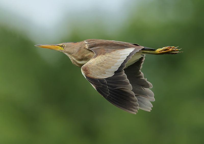 Little Bittern (Ixobrychus minutus)