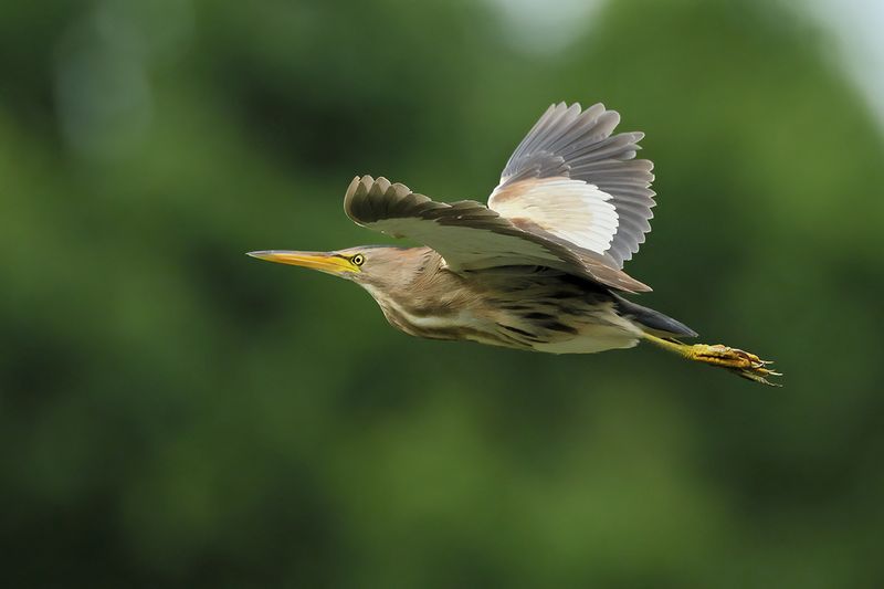 Little Bittern (Ixobrychus minutus)