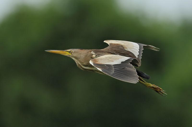 Little Bittern (Ixobrychus minutus)