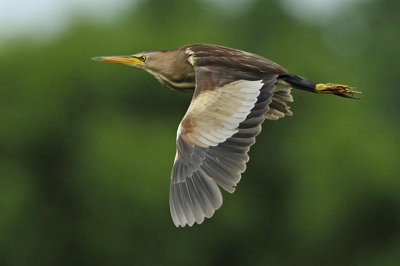 Little Bittern (Ixobrychus minutus)