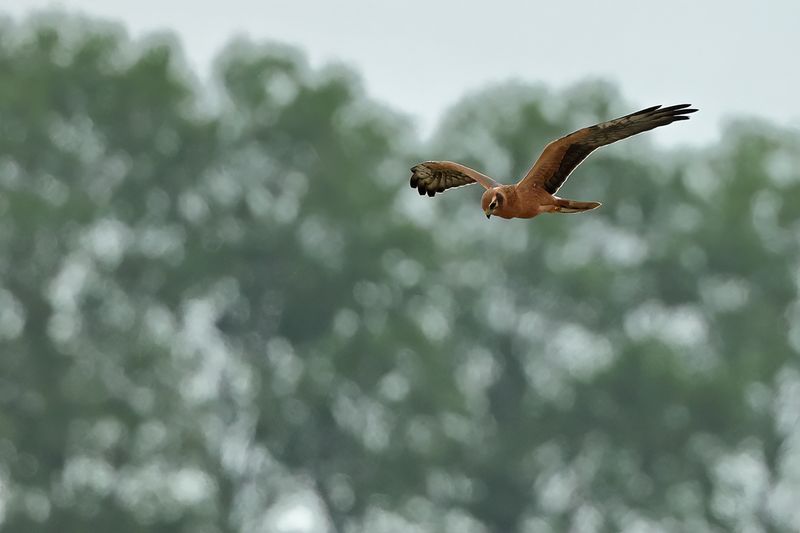 Montagu's Harrier (Circus pygargus)