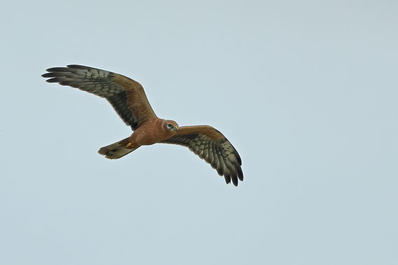 Montagu's Harrier (Circus pygargus)